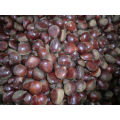 Wholesale chestnut /Horse chestnut/Chestnut from fty